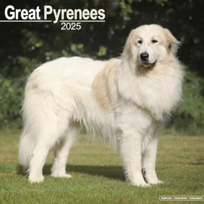 Abbildung von Great Pyrenees Pyrenäenhunde 2025 16 Monatskalender: Original Avonside Kalender [Mehrsprachig] [Kalender] (Wall Kalender)