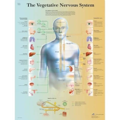 Abbildung von 3B Scientific VR1610L Human Anatomy Das vegetative Nervensystem Diagramm, laminierte Version