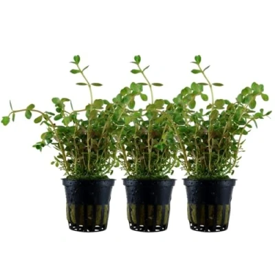 Abbildung von AquaOne Aquarium Pflanze 3 Stück Rotala rotundifolia I Mittelgrund Wasserpflanze Aquariumpflanze Stängelpflanze voll durchwurzelt Aquascaping Dekoration