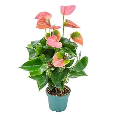 Abbildung von Bloomique Anthurium Andreanum Rosa Flamingoblume Blühende Zimmerpflanzen Pflegeleicht Höhe 30 40 cm Topf 12