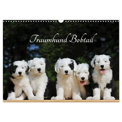 Abbildung von Traumhund Bobtail (Wandkalender 2025 DIN A3 quer), CALVENDO Monatskalender
