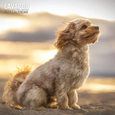 Abbildung von Cavapoo Traditioneller Kalender 2025