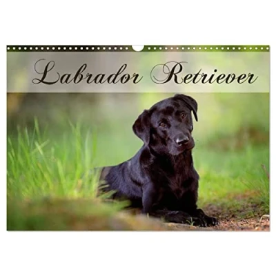 Abbildung von Labrador Retriever (Wandkalender 2025 DIN A3 quer), CALVENDO Monatskalender