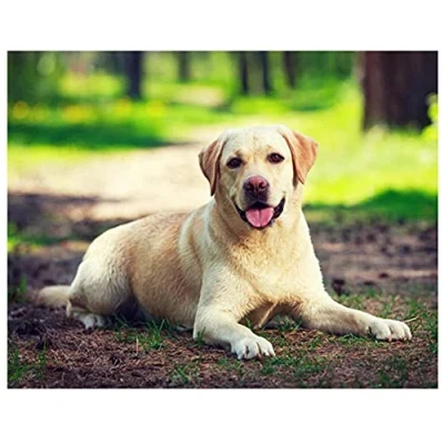 Abbildung von DIY 5D Diamond Painting Set Malen nach Zahlen Labrador Hund Full Diamant Bilder Kit für Erwachsene,Kristall Strass Stickerei Kreuzstich Arts Craft Home Canvas Wall Decor 40x50cm/16x20inch