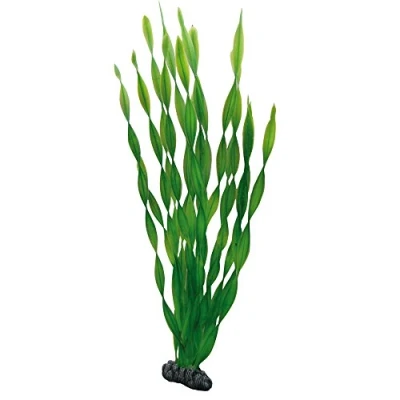 Abbildung von HOBBY Vallisnerie 46cm