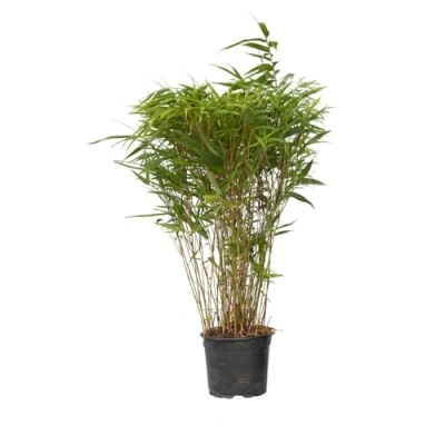 Abbildung von Plant in a Box Bambus Fargesia nitida &#039;Gansu&#039; Höhe 50 70cm Topf 17cm Nicht invasiver Winterhart Grün