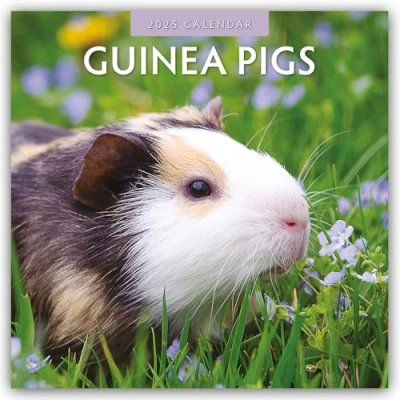 Abbildung von Guinea Pigs Meerschweinchen 2025 16 Monatskalender: Original Red Robin Publishing Ltd Kalender [Mehrsprachig] [Kalender] (Wall Kalender)