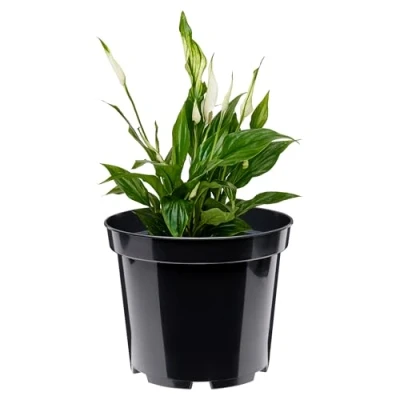 Abbildung von Garronda Blumentopf Kunststoff rund Pflanztopf Kräutertopf Anzuchttopf GD 0025 (1 St)