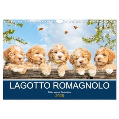 Abbildung von Lagotto Romagnolo Bilder aus der Kinderstube (Wandkalender 2025 DIN A4 quer), CALVENDO Monatskalender