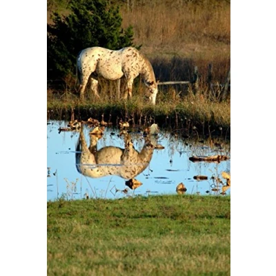 Abbildung von The Appaloosa Horse Journal: 150 page lined notebook/diary