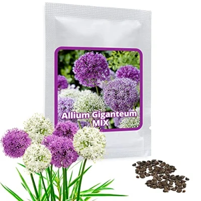 Abbildung von Magic of Nature Riesen Zierlauch 60 Samen je Pack Riesenlauch Winterharte Zierpflanze für Deinen Garten Violette und weiße Blütenfarbe gemischt Allium giganteum mehrjährig
