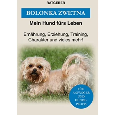 Abbildung von Bolonka Zwetna: Erziehung, Training und Charakter von Zwetna