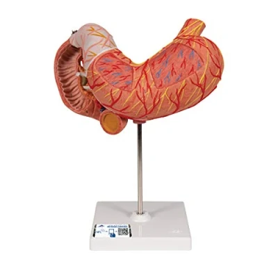 Abbildung von 3B Scientific Menschliche Anatomie Magen, 3 teilig + kostenlose App Smart Anatomy
