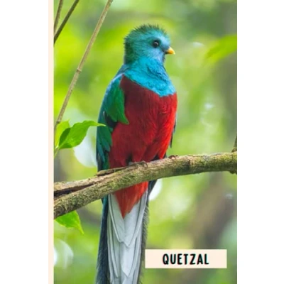 Abbildung von Quetzal: Composition Notebook For Quetzal Lovers , Lined Journal ,6x9 Inches 110 Pages ,Quetzal Diary