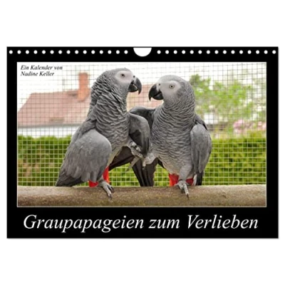 Abbildung von Graupapageien zum Verlieben (Wandkalender 2025 DIN A4 quer), CALVENDO Monatskalender