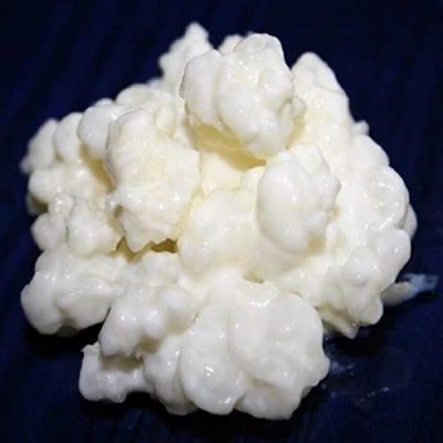 Abbildung von 40g Milchkefir Pilz / Knollen + Anleitung Rezepte Hilfe und Beratung in Deutsch KEFIRALIA®