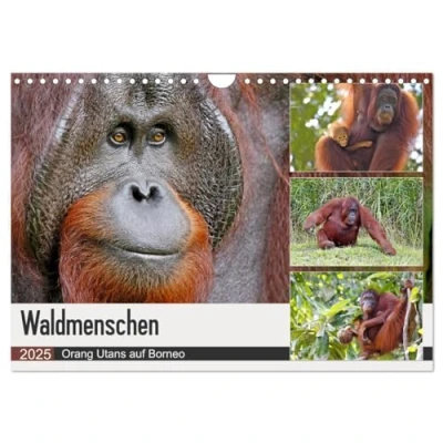 Abbildung von Waldmenschen Orang Utans auf Borneo (Wandkalender 2025 DIN A4 quer), CALVENDO Monatskalender