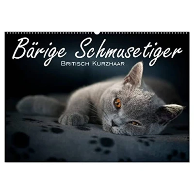 Abbildung von Bärige Schmusetiger Britisch Kurzhaar/CH Version (Wandkalender 2025 DIN A2 quer), CALVENDO Monatskalender