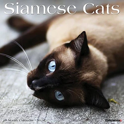 Abbildung von Siamese Cats 2024 Calendar