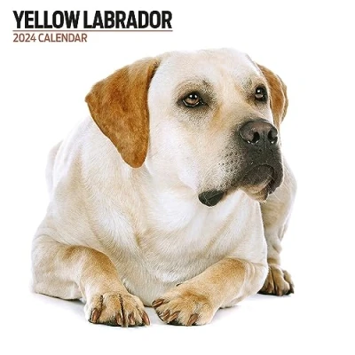 Abbildung von Labrador Gelb Modern 2024 Kalender