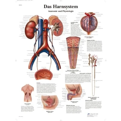 Abbildung von 3B Scientific Lehrtafel laminiert Das Harnsystem Anatomie und Physiologie