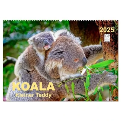 Abbildung von Koala kleiner Teddy (Wandkalender 2025 DIN A2 quer), CALVENDO Monatskalender