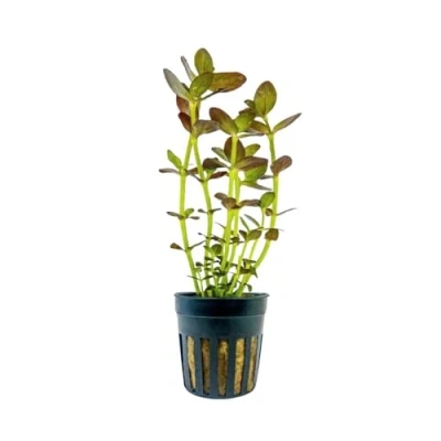 Abbildung von AquaOne Aquarium Pflanze Bacopa salzmannii Purple I Wasserpflanze Aquariumpflanze Stängelpflanze voll durchwurzelt Aquascaping Dekoration