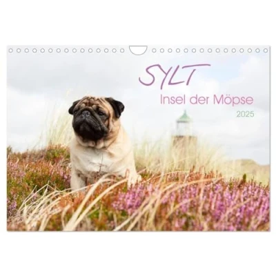 Abbildung von Sylt Insel der Möpse (Wandkalender 2025 DIN A4 quer), CALVENDO Monatskalender