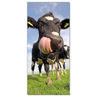 Abbildung von Wallario Selbstklebende Türtapete Lustige Kuh auf der Weide mit herausgestreckter Zunge Türposter 93 x 205 cm Abwischbar, rückstandsfrei zu entfernen