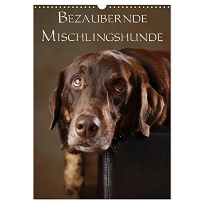 Abbildung von Bezaubernde Mischlingshunde (Wandkalender 2025 DIN A3 hoch), CALVENDO Monatskalender