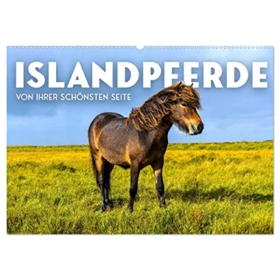 Abbildung von Islandpferde Von ihrer schönsten Seite (Wandkalender 2025 DIN A2 quer), CALVENDO Monatskalender