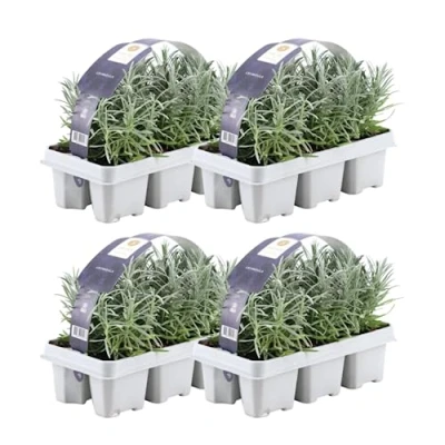 Abbildung von Weißer Duft Lavendel 24 Pflanze angustifolia Lavendelpflanzen winterhart echter Gartenpflanzen Lavendelstrauch duftlavendel x Ø7 cm 15