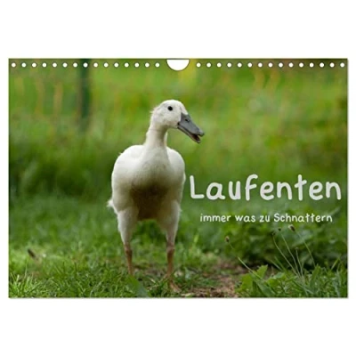 Abbildung von Laufenten immer was zu Schnattern (Wandkalender 2025 DIN A4 quer), CALVENDO Monatskalender