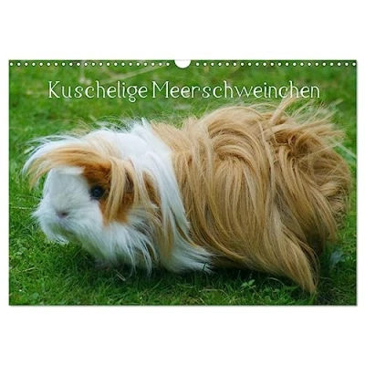 Abbildung von Kuschelige Meerschweinchen (Wandkalender 2025 DIN A3 quer), CALVENDO Monatskalender