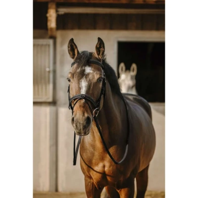 Abbildung von Eric Thomas Zaum Work Schwarz Warmblut Agradi.deVerkauft von Agradi