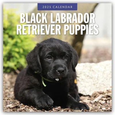 Abbildung von Black Labrador Retriever Puppies Schwarze Welpen 2025 16 Monatskalender: Original Red Robin Publishing Ltd Kalender [Mehrsprachig] [Kalender] (Wall Kalender)