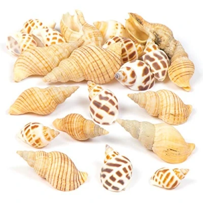 Abbildung von Baker Ross AV167 Set mit Molluskenmuscheln für Kinder und Erwachsene, zum Verzieren von Bastelarbeiten Aufhängen Natürliche Bastelmaterialien (Beutel 200 g), Sortiert