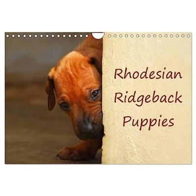 Abbildung von Rhodesian Ridgeback Puppies (Wandkalender 2025 DIN A4 quer), CALVENDO Monatskalender
