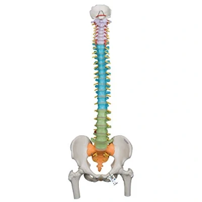 Abbildung von 3B Scientific Didactic Flexible Wirbelsäule mit Oberschenkelköpfen + kostenlose Anatomie App Smart Anatomy A58/9
