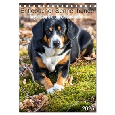 Abbildung von Entlebucher Sennenhunde begleiten Sie durch das Jahr (Tischkalender 2025 DIN A5 hoch), CALVENDO Monatskalender