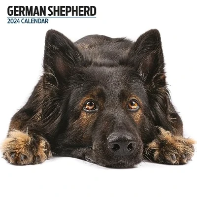 Abbildung von Deutscher Schäferhund Modern Kalender 2024