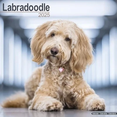 Abbildung von Labradoodle 2025 16 Monatskalender: Original Avonside Kalender [Mehrsprachig] [Kalender]