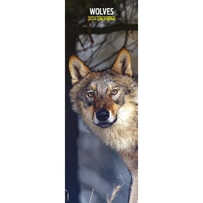 Abbildung von Wolves Slim Kalender 2024