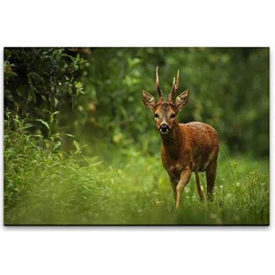 Abbildung von bestforhome 100x70cm Leinwandbild Rehbock im Wald Leinwand auf Holzrahmen