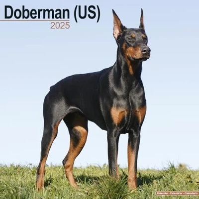 Abbildung von Doberman Dobermann 2025 16 Monatskalender: Original Avonside Kalender [Mehrsprachig] [Kalender] (Wall Kalender)