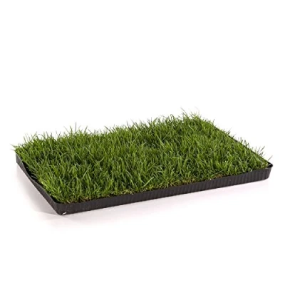 Abbildung von MIAU Katzengras fertig gewachsen 60x40cm sofort nutzbar, kein aussäen, Samen, sondern echtes Gras weich &amp; echt Katzen Grass für Katzenwiese Balkon Innenbereich (1er Pack)