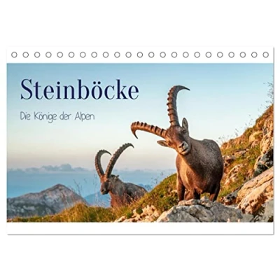 Abbildung von Steinböcke Die Könige der Alpen (Tischkalender 2025 DIN A5 quer), CALVENDO Monatskalender