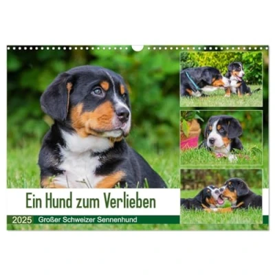 Abbildung von Ein Hund zum Verlieben Großer Schweizer Sennenhund (Wandkalender 2025 DIN A3 quer), CALVENDO Monatskalender
