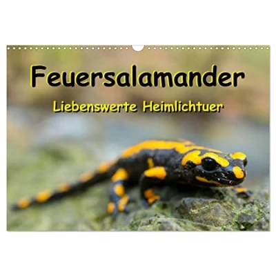 Abbildung von Feuersalamander Liebenswerte Heimlichtuer (Wandkalender 2025 DIN A3 quer), CALVENDO Monatskalender