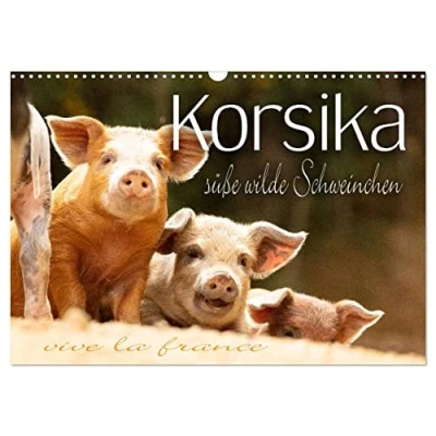 Abbildung von Korsika süße, wilde Schweinchen (Wandkalender 2025 DIN A3 quer), CALVENDO Monatskalender